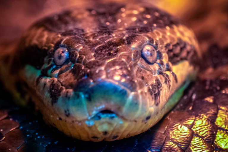 15 Interesting Facts About Anacondas!