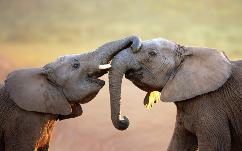 Elephants touching each other gently