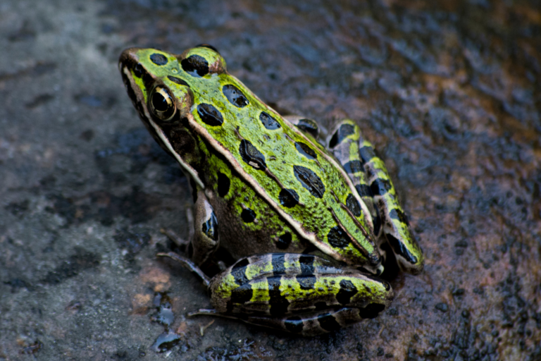 35+ Fun Facts About Frogs!