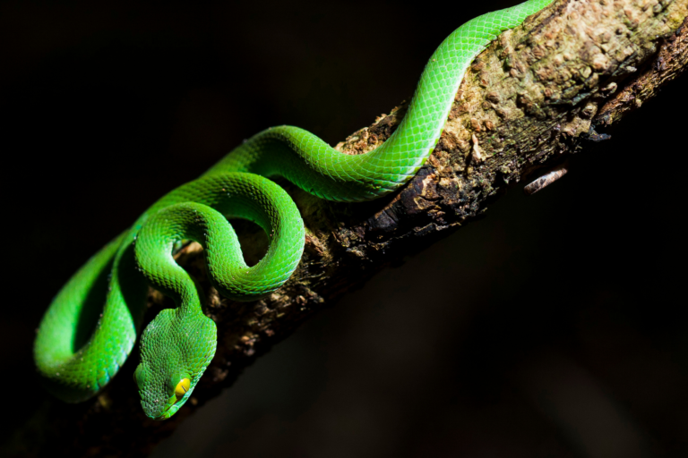 50+ Interesting Facts about Snakes