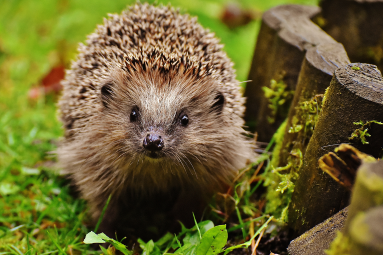 How many babies do Hedgehogs have?
