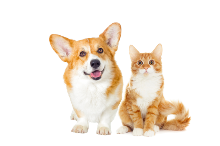 40+ Fantastic Facts About Cats and Dogs