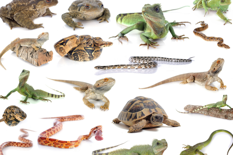 40+ Remarkable Reptile Facts