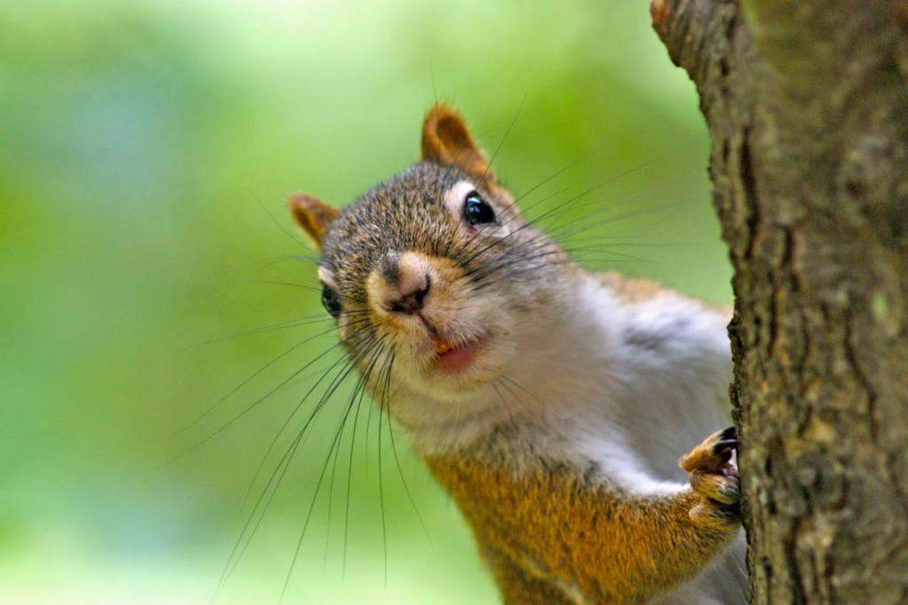 how-many-babies-does-a-squirrel-have-interesting-animal-facts