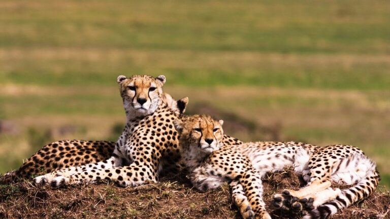 Interesting Animal Facts About Cheetahs 