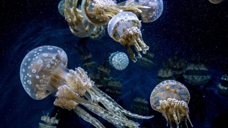 Interesting Animal Facts About Jellyfish