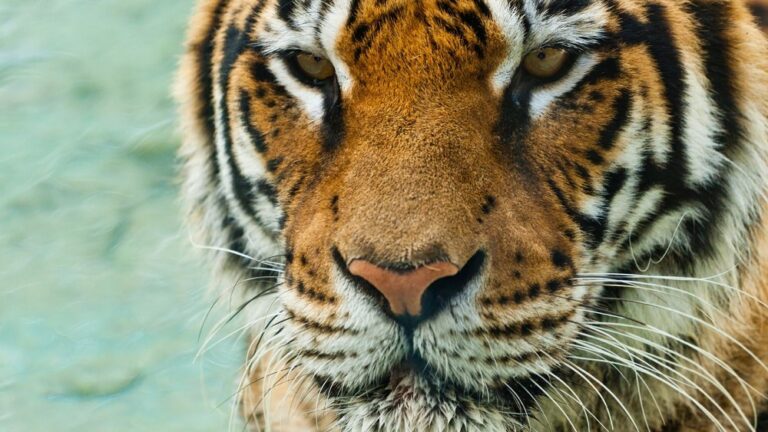 18 Interesting Facts About Tigers