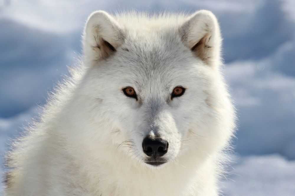 Animals that Live in the Arctic