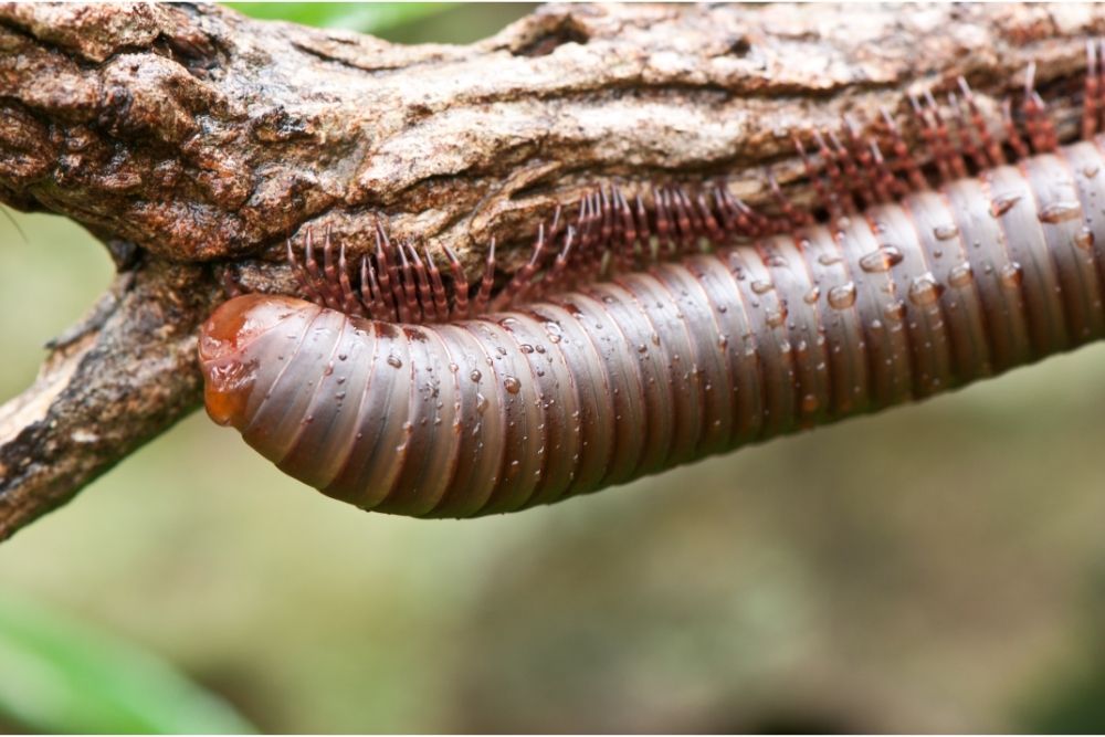 how many legs does a millipede have