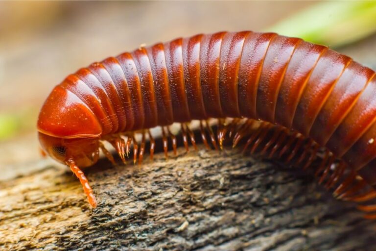 How Many Legs Does A Millipede Have?