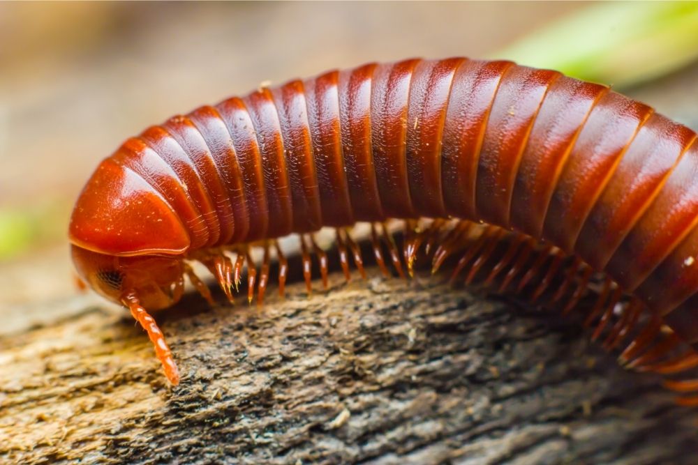 How many legs does a millipede have