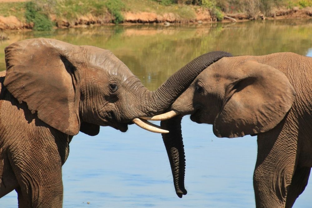 Interesting animal facts about elephants