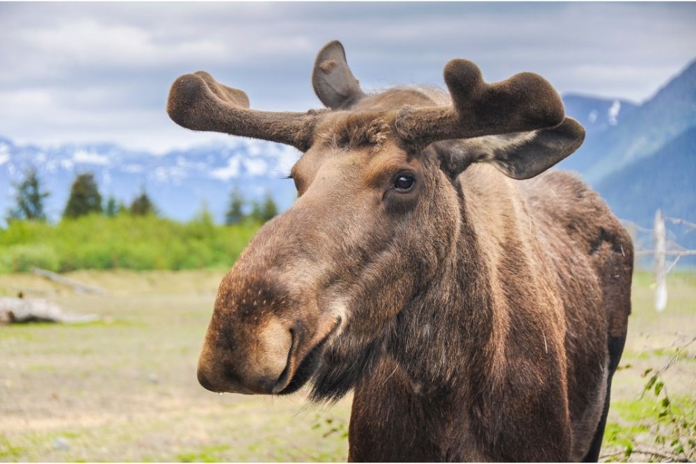 Interesting animal facts about moose