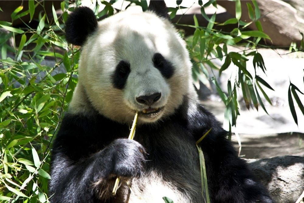 Interesting animal facts about pandas
