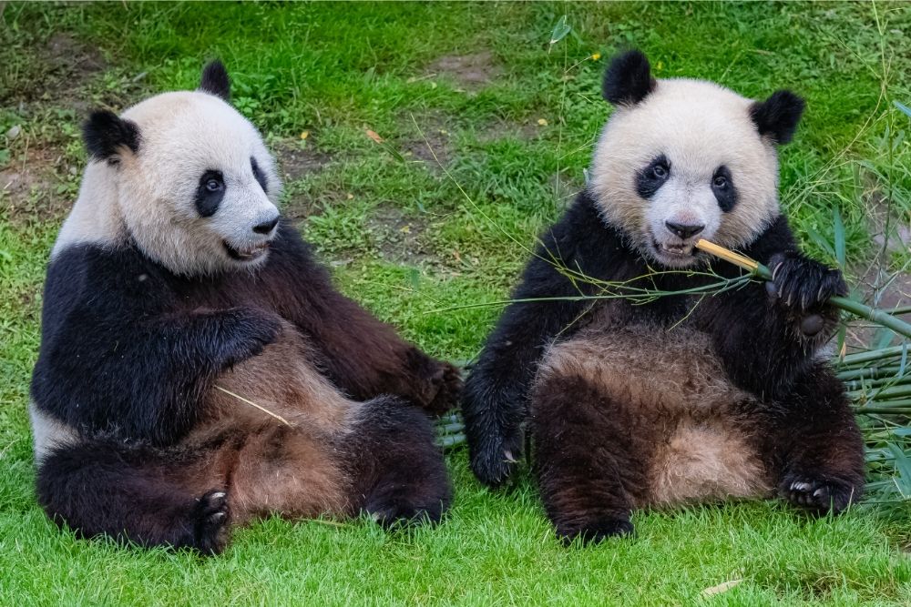 Interesting animal facts about pandas 