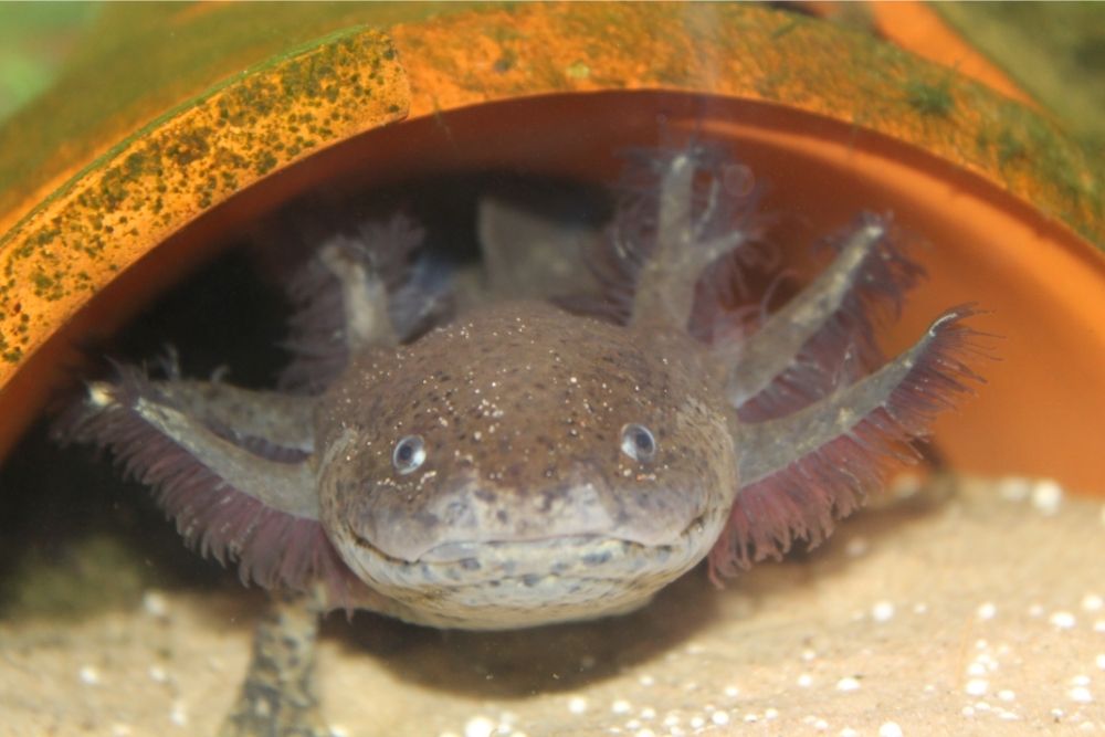 What do axolotls eat