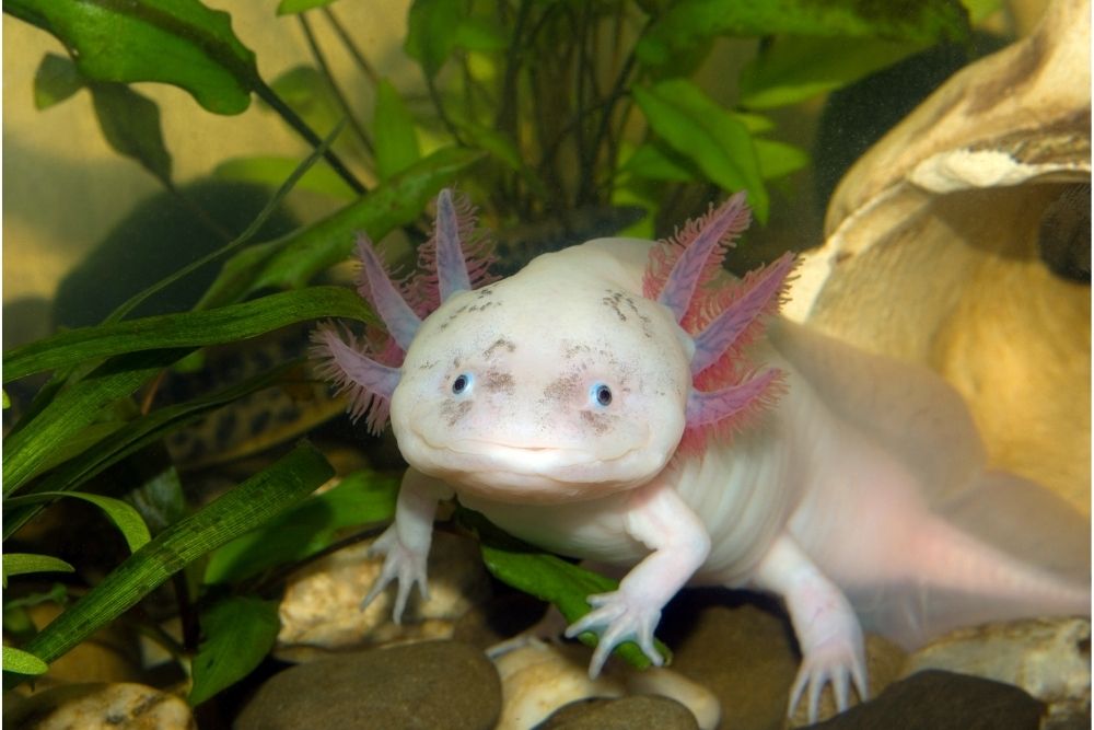 what do axolotls eat