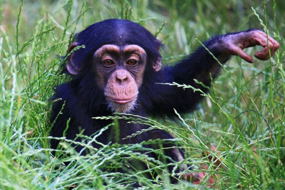 Animals that live in the jungle chimp