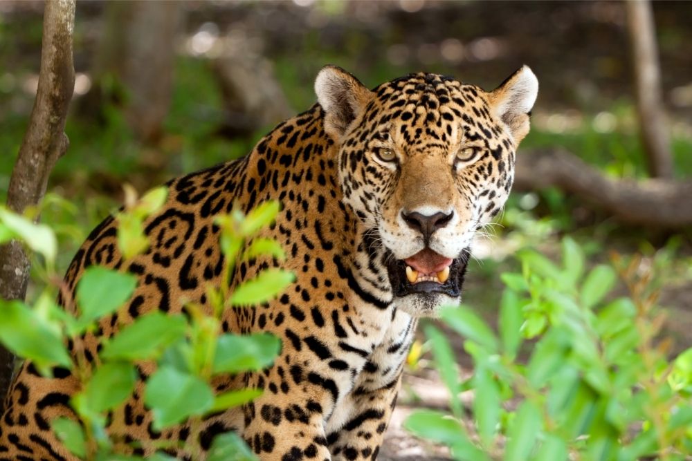 Animals that live in the jungle jaguar