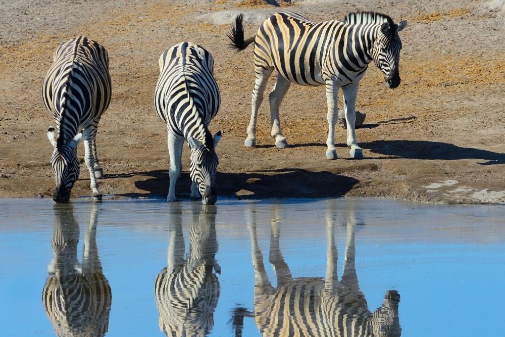 Animals that live in the savanna plains zebra