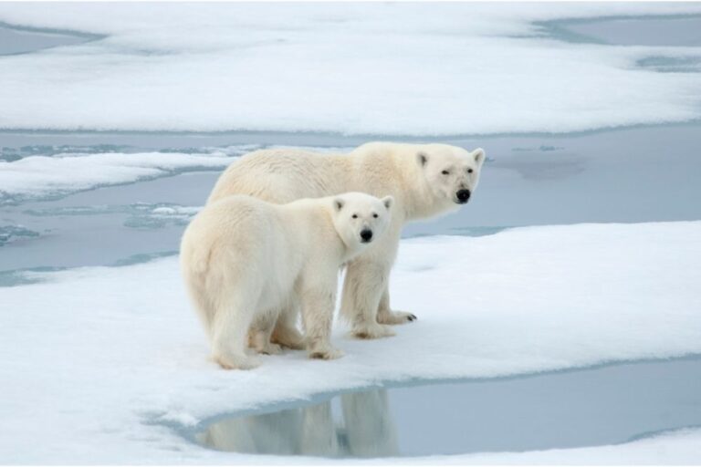 Interesting Animal Facts About Polar Bears