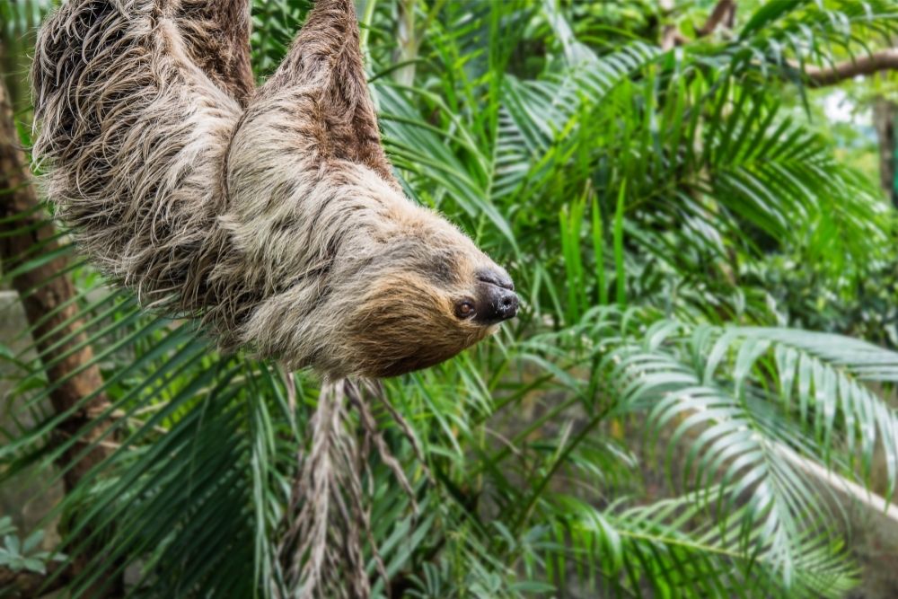 Interesting Animal Facts About Sloths