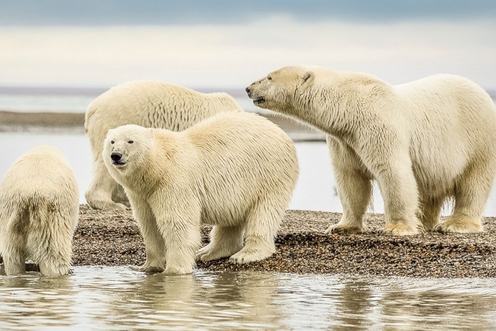 Interesting animal facts about polar bears