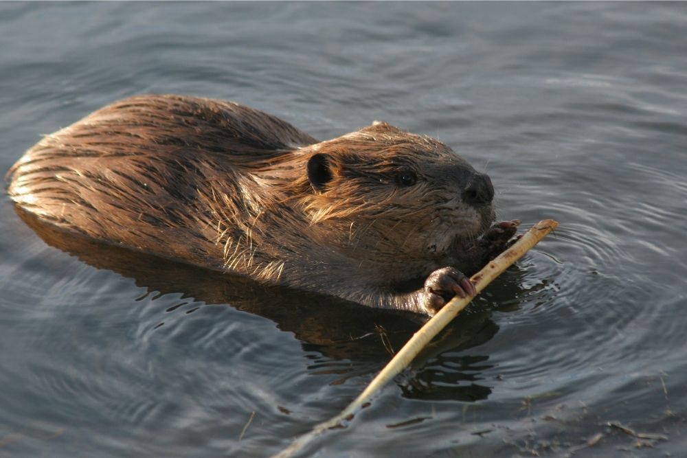 What do beavers eat