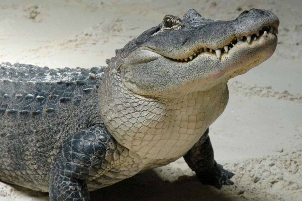 interesting animal facts about crocodiles