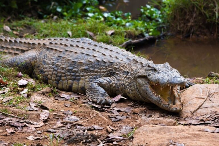 Interesting Animal Facts About Crocodiles