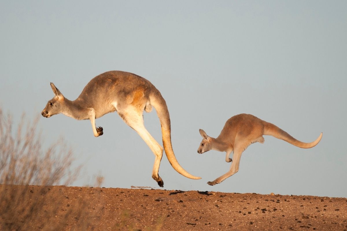 Animals That Live In Australia