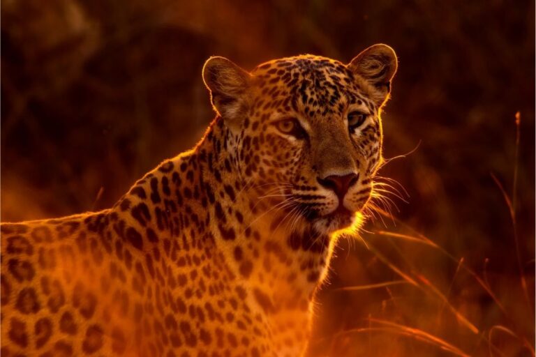 Interesting Animal Facts About Leopards