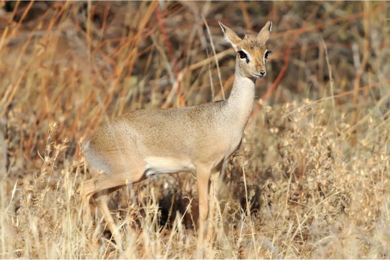 Dik Dik Animal – Interesting Facts About The Smallest African Antelope