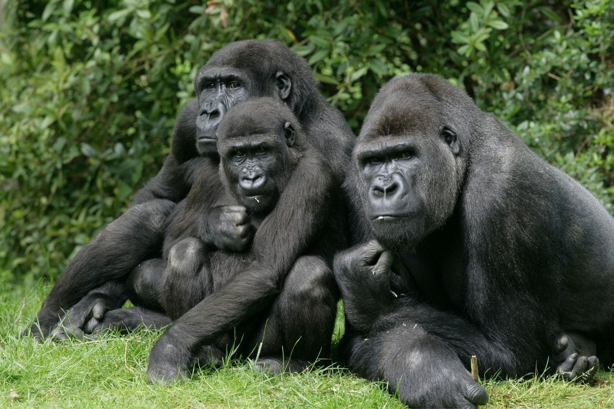 Interesting animal facts about gorillas