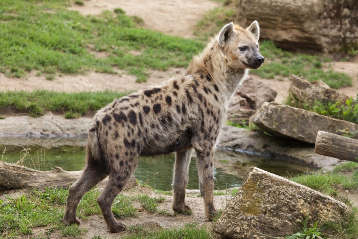 Interesting animal facts about hyenas