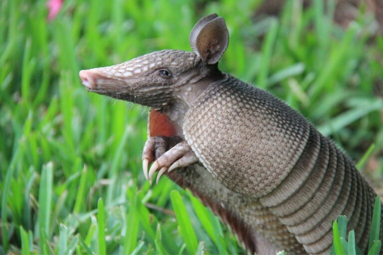 What Do Armadillos Eat?