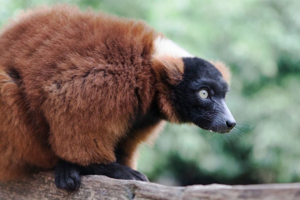 interesting animal facts about lemurs
