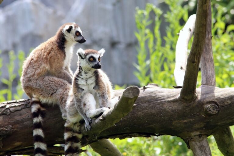 Interesting Animal Facts About Lemurs