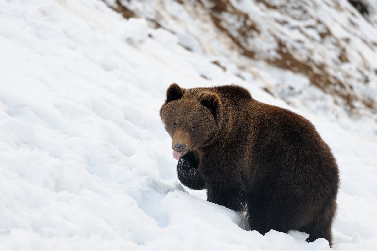 Animals That Live In The Taiga