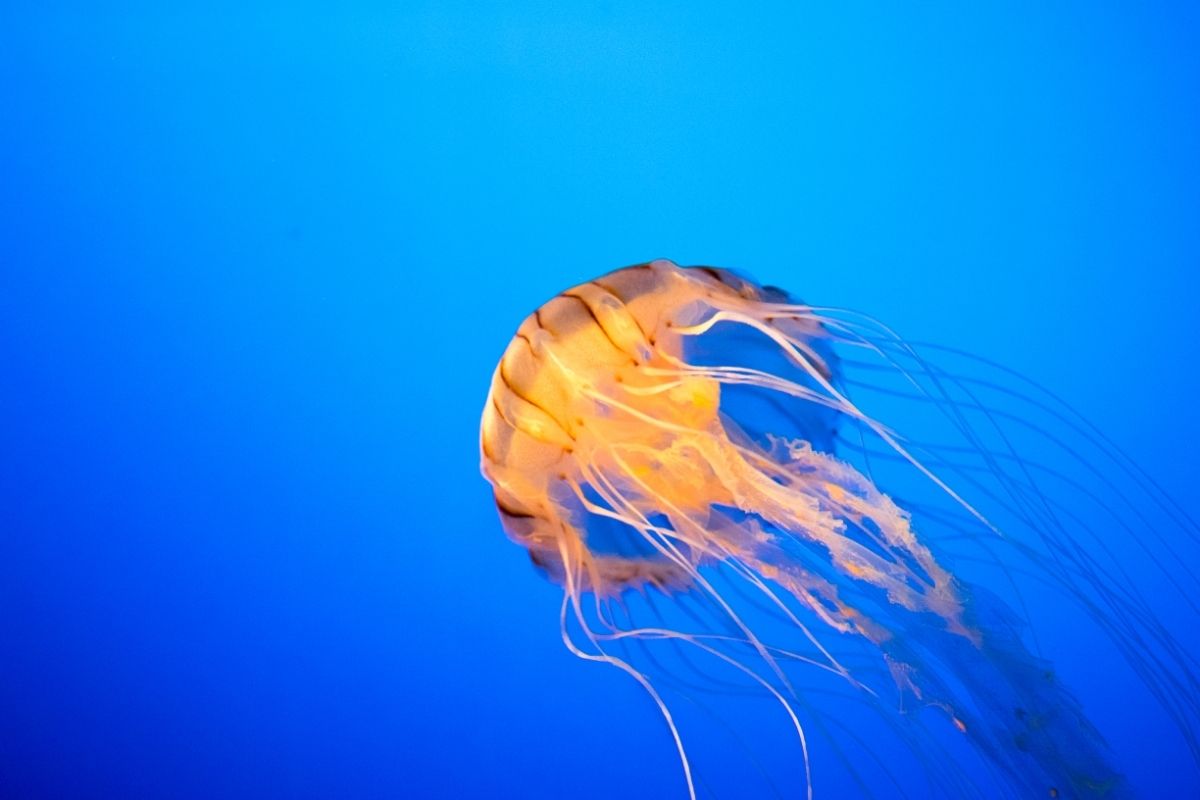 How Do Jellyfish Eat
