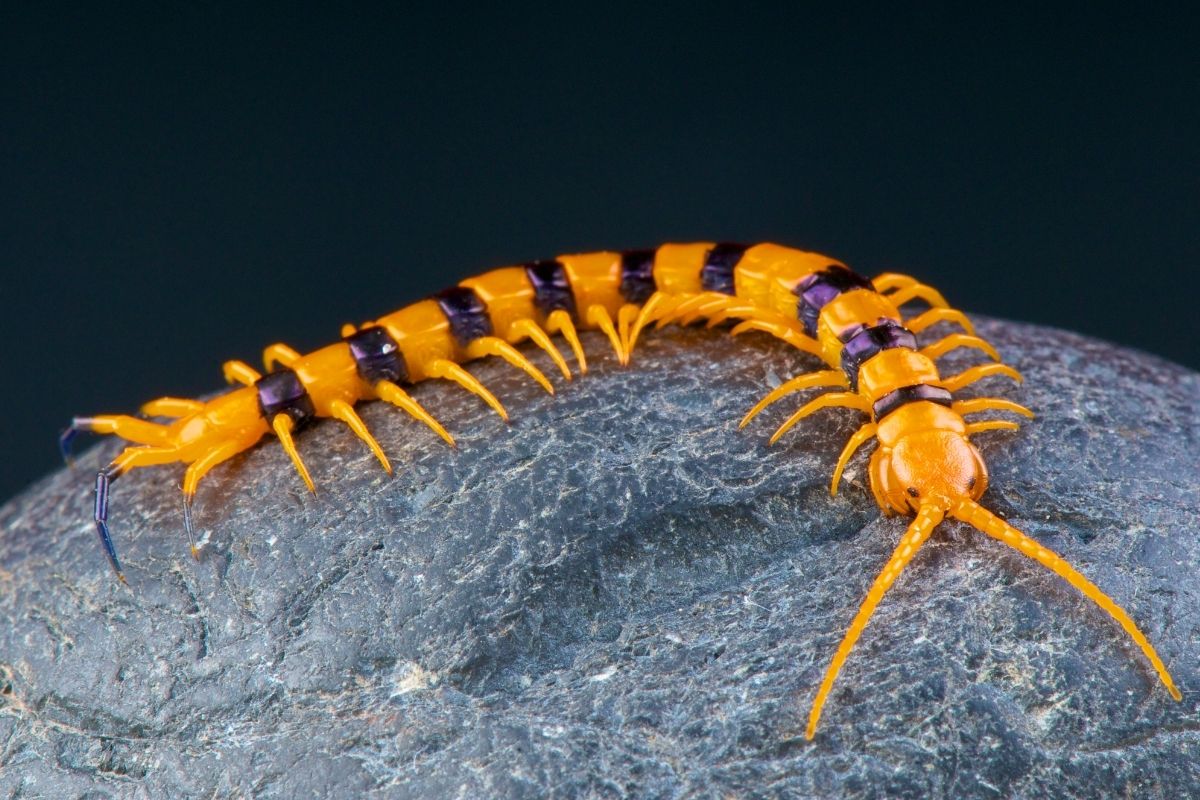 How Many Legs Does A Centipede Have 1