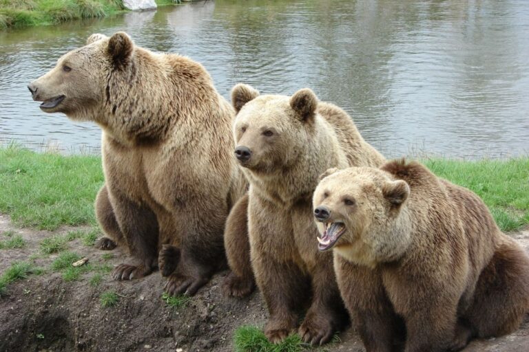 Interesting Animal Facts About Bears