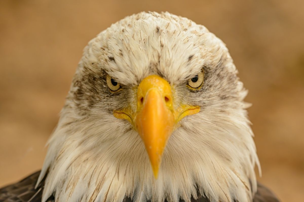 Interesting Animal Facts About Eagles