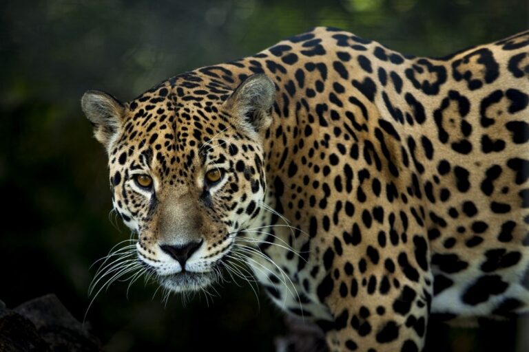 Interesting Animal Facts About Jaguars