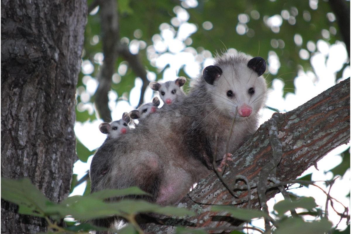 What Animals Live In Trees?