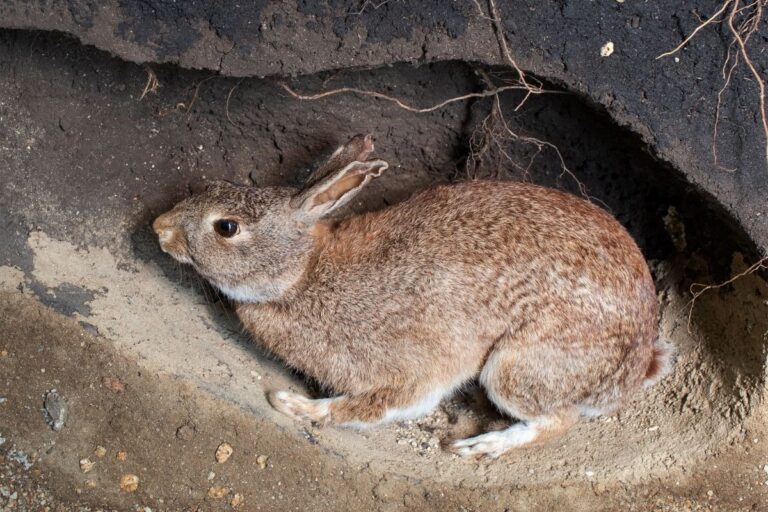 Animals That Live In Burrows