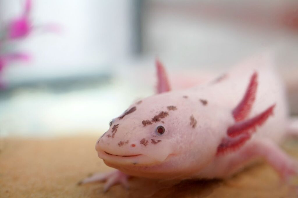 Axolotl Interesting Facts