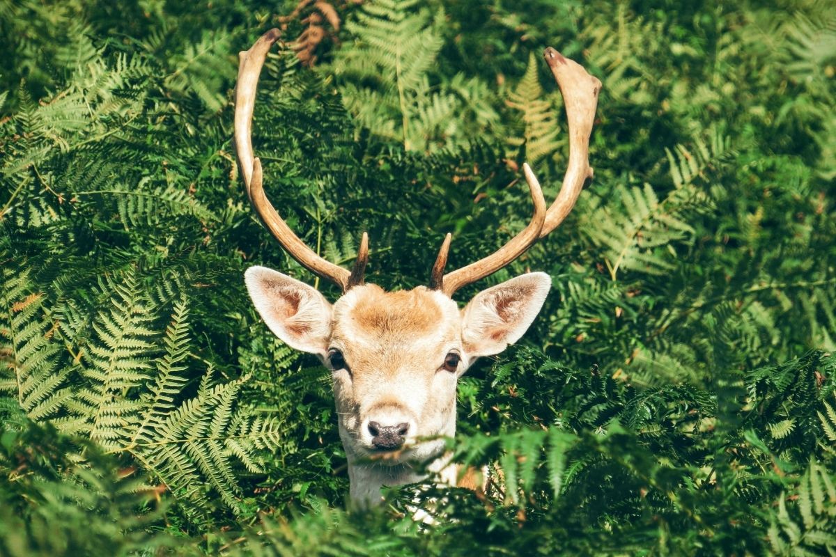 How To Raise Deer – How To Care For Your Own Deer