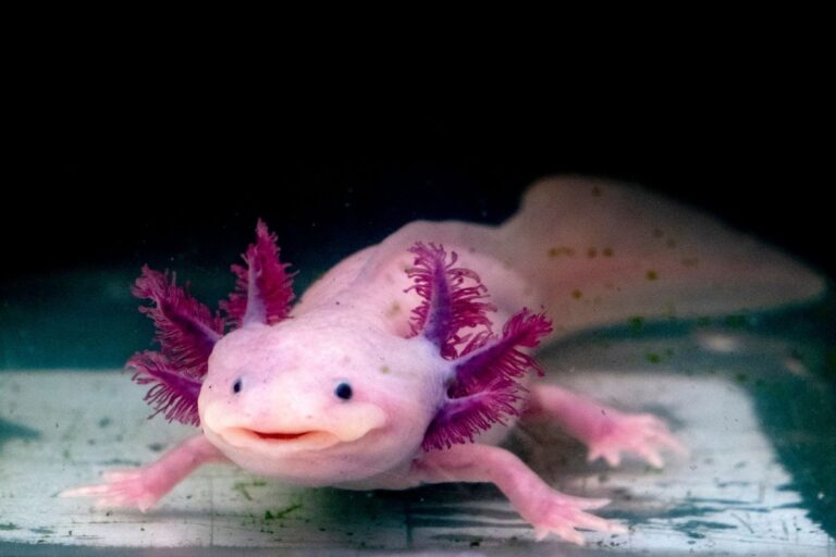 Interesting Animal Facts About Axolotls