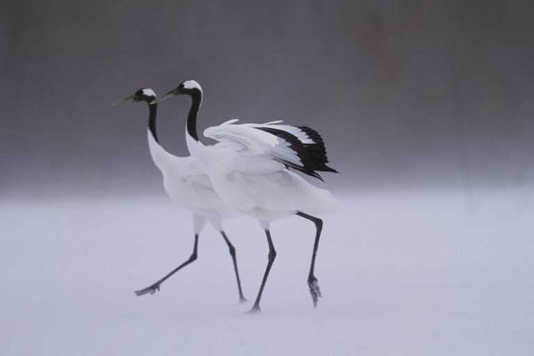 Interesting Animal Facts About Cranes